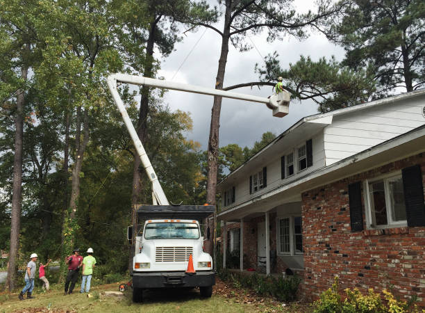 Best Tree Maintenance Programs  in Valencia West, AZ