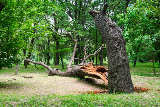 Best Tree Preservation Services  in Valencia West, AZ