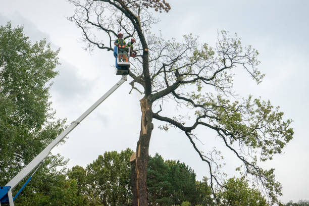 How Our Tree Care Process Works  in  Valencia West, AZ