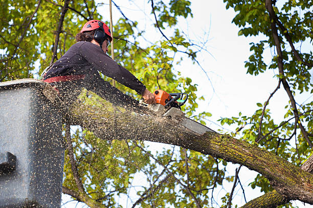 Best Hazardous Tree Removal  in Valencia West, AZ