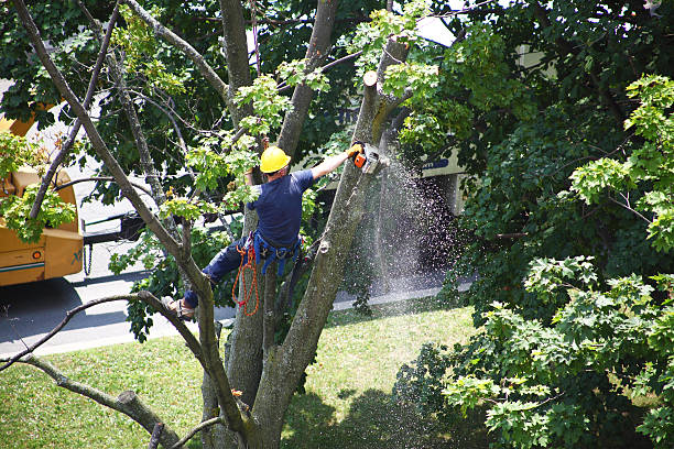 Best Tree Trimming and Pruning  in Valencia West, AZ