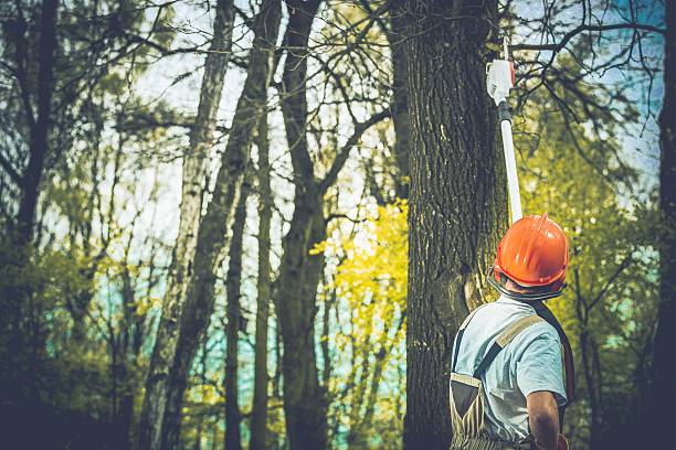 Best Fruit Tree Pruning  in Valencia West, AZ